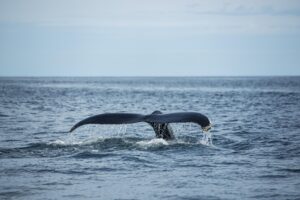 Cauda de baleia jubarte emergindo das águas durante atividade de observação de baleias no Canadá.
